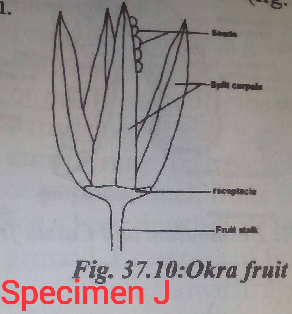 SPECIMEN J - Okro fruit