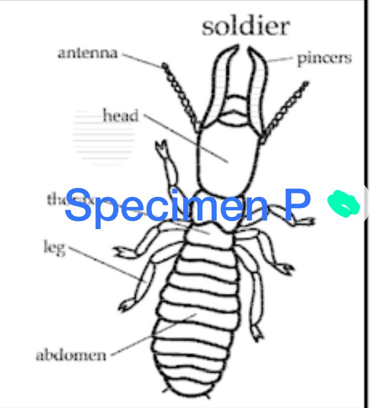 SPECIMEN P - Soldier termite (mandibulate)