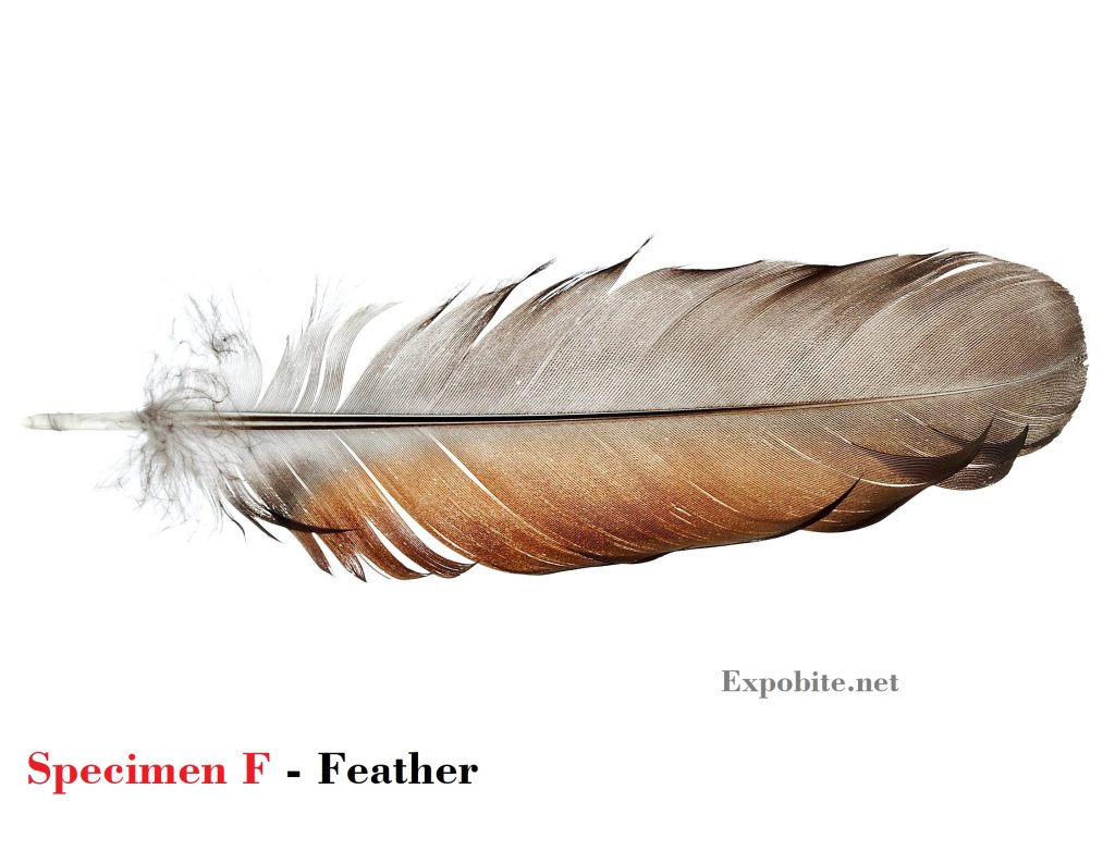 Diagram of Specimen F - Feather
