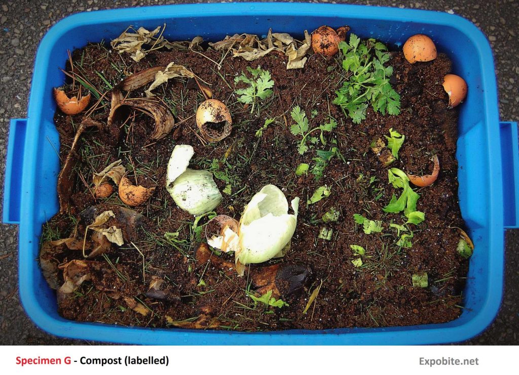 Diagram of Specimen G - Compost (labelled)