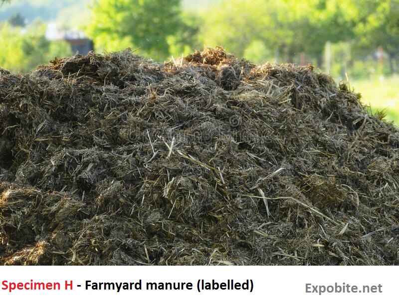 Diagram of Specimen H - Farmyard manure (labelled)