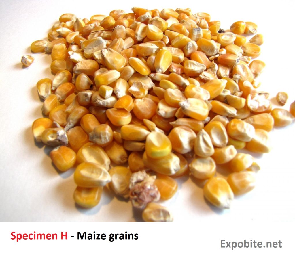 Diagram of Specimen H - Maize grains