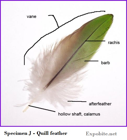 Diagram of Specimen J - Quill feather
