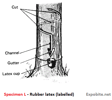 Diagram of Specimen L - Rubber latex (labelled)