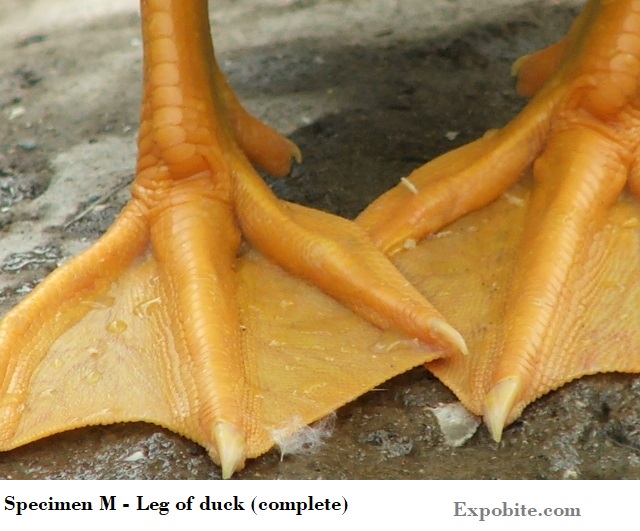 Diagram of Specimen M - Leg of duck (complete)