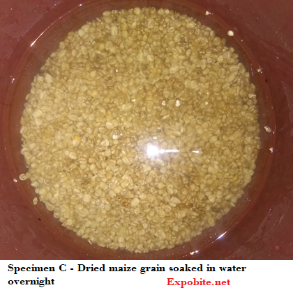 Diagram of Specimen C - Dried maize grain soaked in water overnight