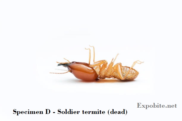 Diagram of Specimen D - Soldier termite (dead)