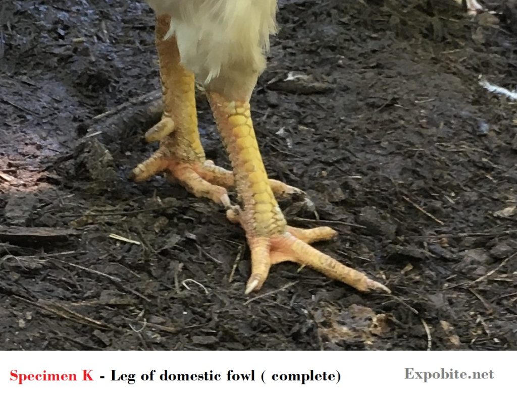 Diagram of Specimen K - Leg of domestic fowl ( complete)