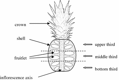 Specimen E: Pineapple Fruit (Longitudinal Section)