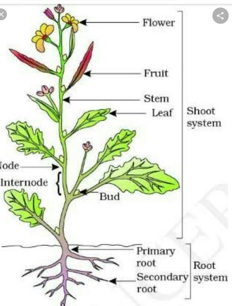 Specimen C: Waterleaf Plant (Whole)