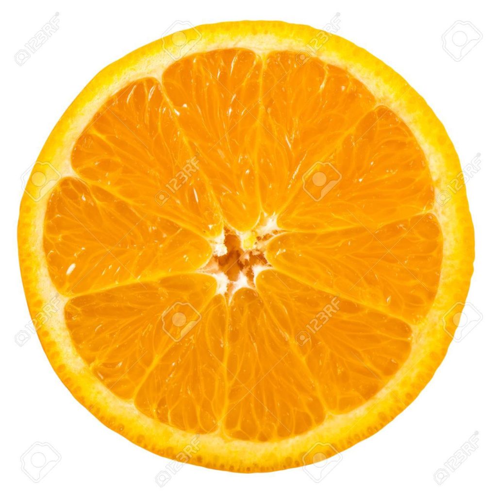 Specimen F: Orange Fruit (Transverse Section)