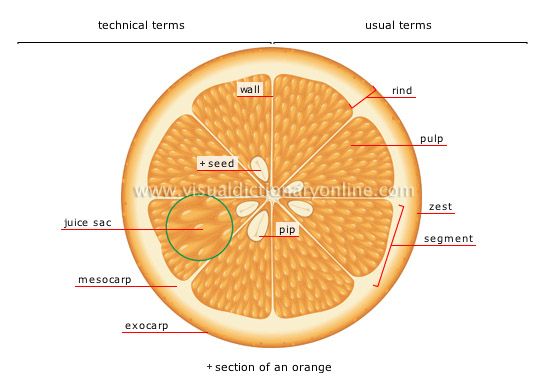 Specimen F: Orange Fruit (Transverse Section)