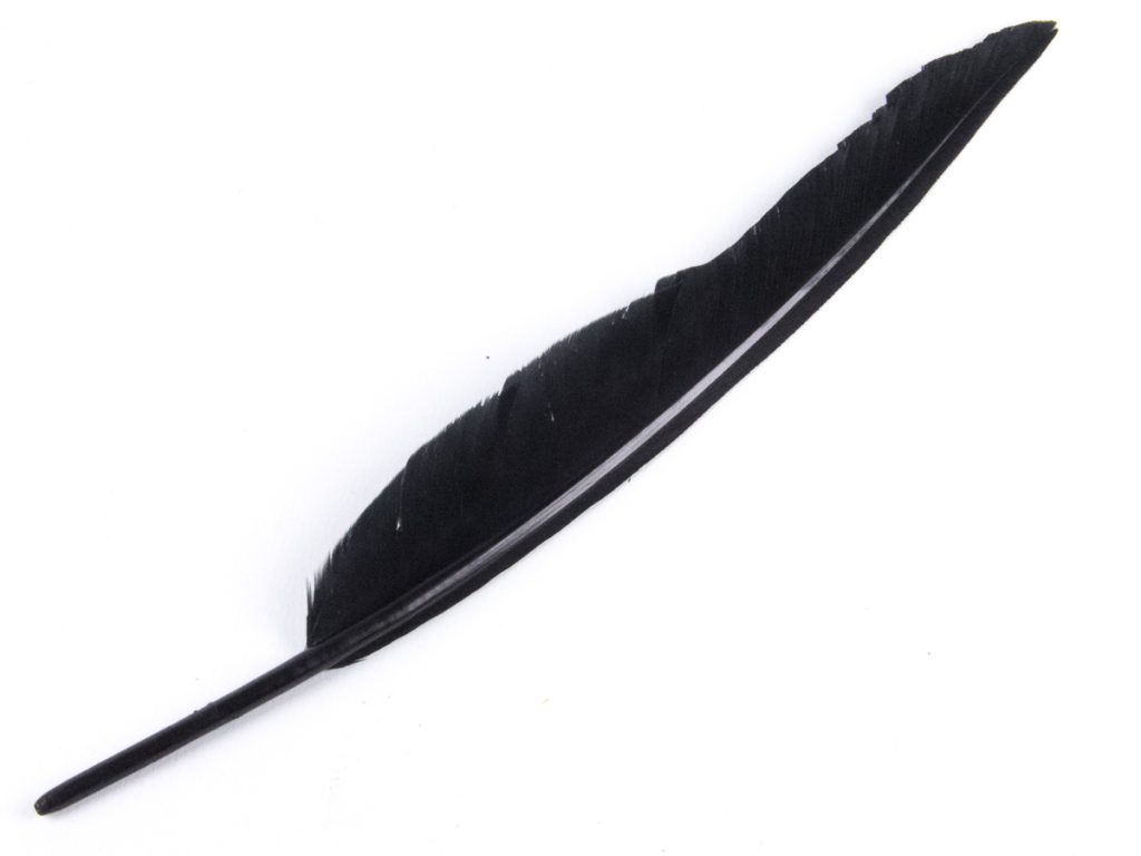 Specimen D: Quill Feather of a Domestic Fowl