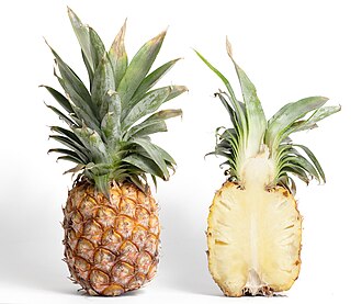 Specimen E: Pineapple Fruit (Longitudinal Section)