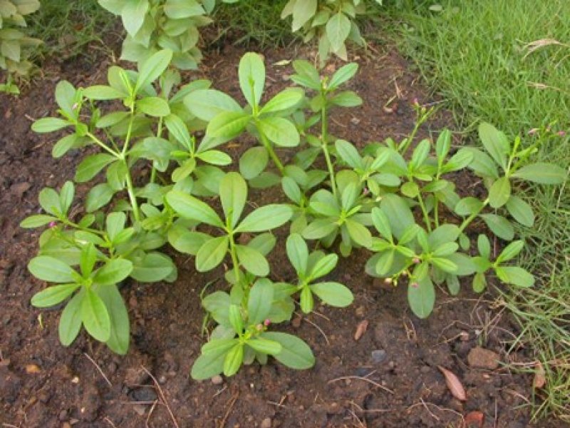 Specimen C: Waterleaf Plant (Whole)