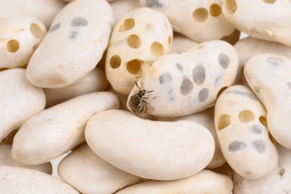 Specimen B: Bean Seeds (with Holes)