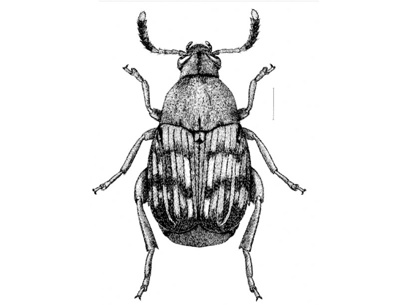 Specimen A: Bean Weevil